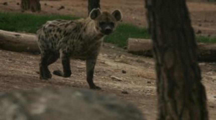 Nesli T&uuml;kenmekte Olan Hayvanlar Gaziantep'te Koruma Altında