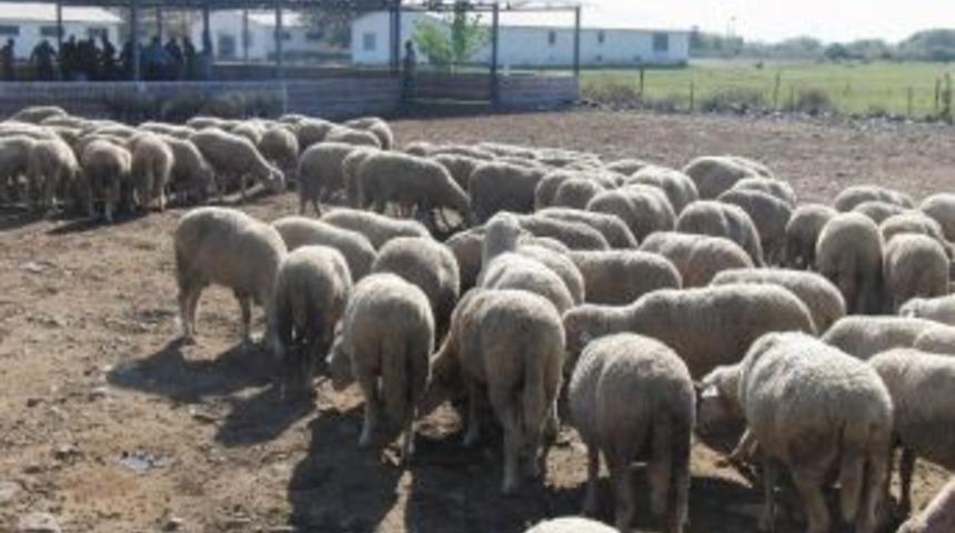 Dalamanlı Mahkumlardan Karab&uuml;k&rsquo;e 234 Adet Damızlık Koyun