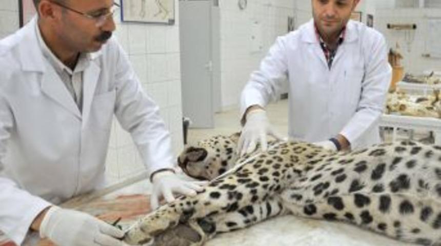 Leoparın Otopsi Raporu Tamamlandı