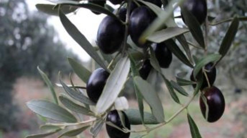 Düziçi'nde Zeytincilik Gelişiyor