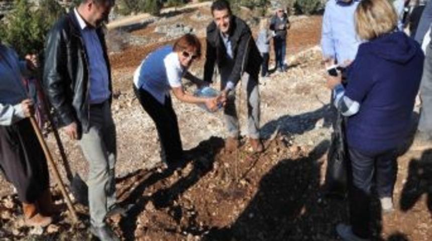 Mersin&rsquo;de Ceviz Fidanından Hatıra Ormanı