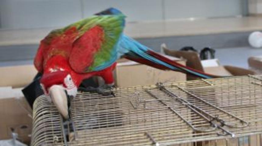 8 Bin 500 Lira Değerindeki Papağana Sahibi G&ouml;zbebeği Gibi Bakıyor