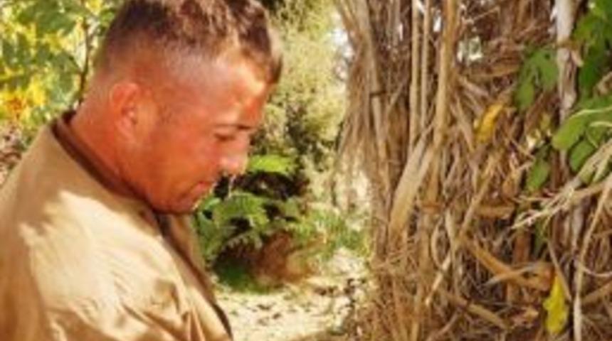 Ağa&ccedil; G&ouml;vdesinde Bolca Mantar Yetişti