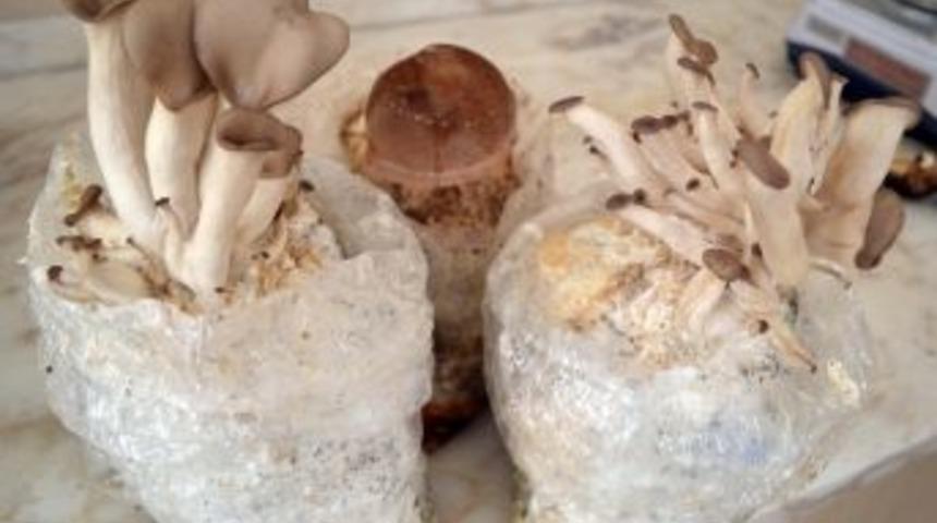 Atıklar Mantar Oldu