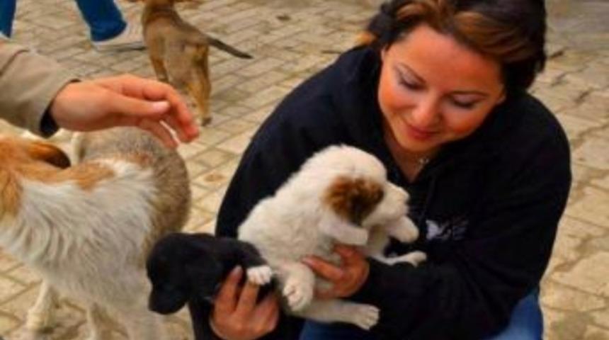 Hayvan Hakları Derneğin&rsquo;den Şof&ouml;rlere Uyarı