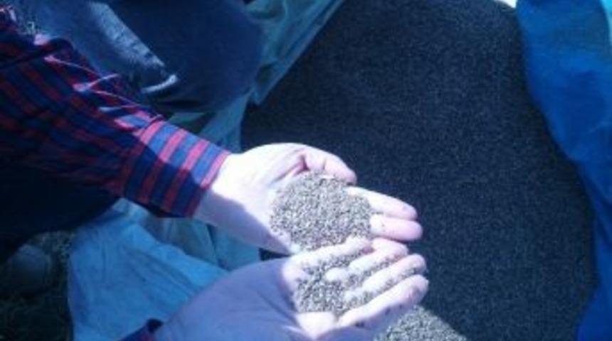 Tescilli Susam &Ccedil;eşitleri Ova&rsquo;da Ekilmeye Başlandı