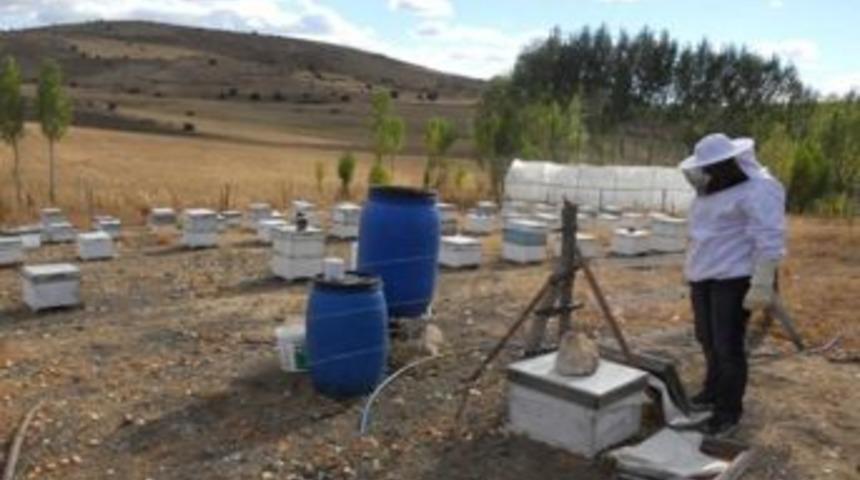 Kelkit&rsquo;te Arıcılık Ve Hayvancılık Altın Yılını Yaşadı