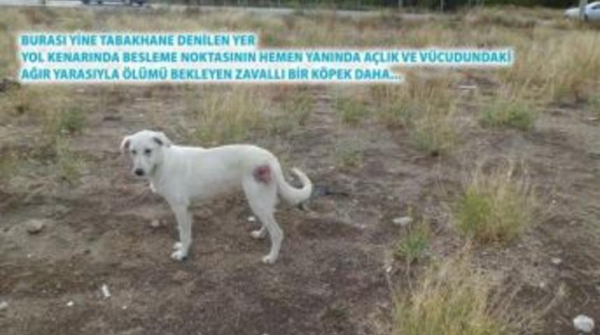 Isparta&rsquo;da sokak hayvanları &ouml;l&uuml;me terk edildi