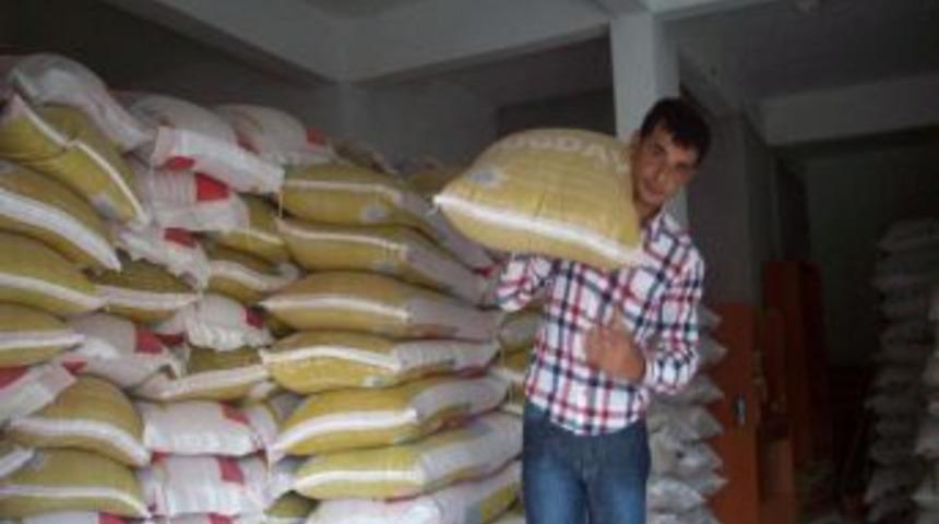 Kavak'ta Sertifikalı Buğday Tohumu Satışı