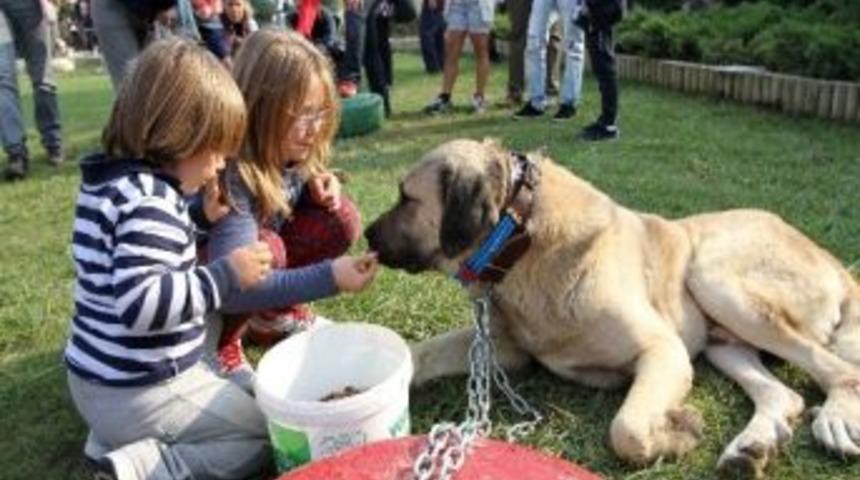 Yerli Irklar Karşıyaka&rsquo;da Yarıştı