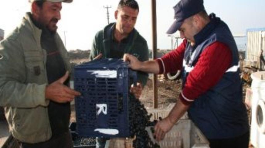 İznik'te Zeytin Hasadı Başladı