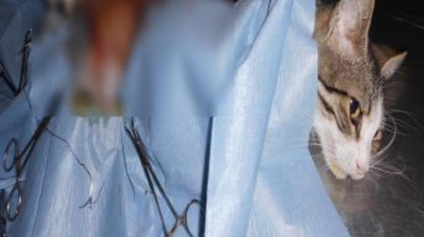 Sokak Kedisi Ağırlığına Yakın Urdan Ameliyatla Kurtuldu