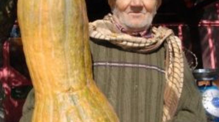 İzmir&rsquo;de Devasa Kabaklar Şaşırttı