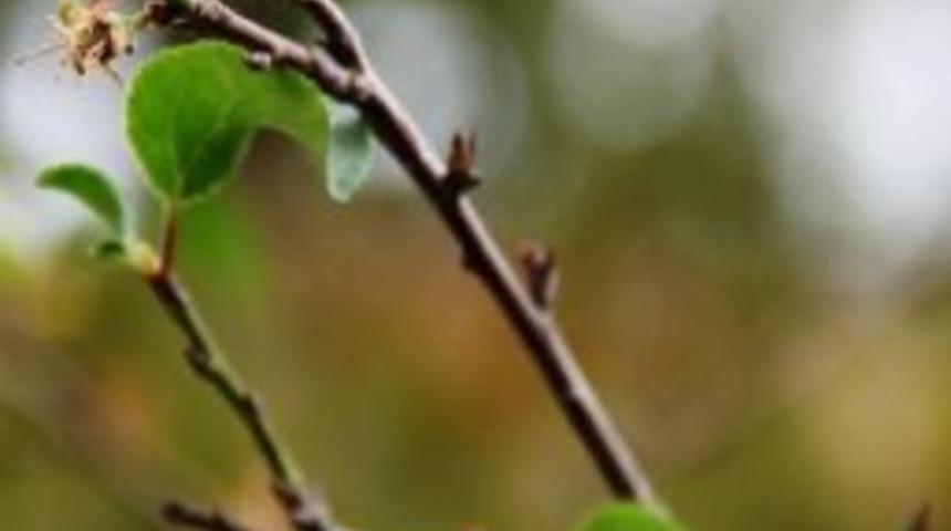 Manisa'da İkinci Kez &Ccedil;i&ccedil;ek A&ccedil;an Ağa&ccedil; Meyve Verdi