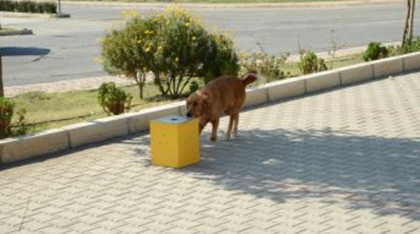 Katı Atık Tesisinde Metan Gazı Ka&ccedil;ağını Dedekt&ouml;r K&ouml;pek Buluyor