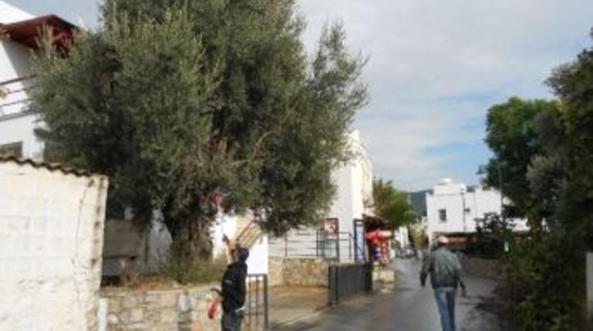 Bodrum’da Trafiği Engelleyen Ağaçlar Budanıyor