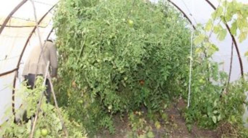 Domates Fidesi Ağaç Gibi Büyüdü