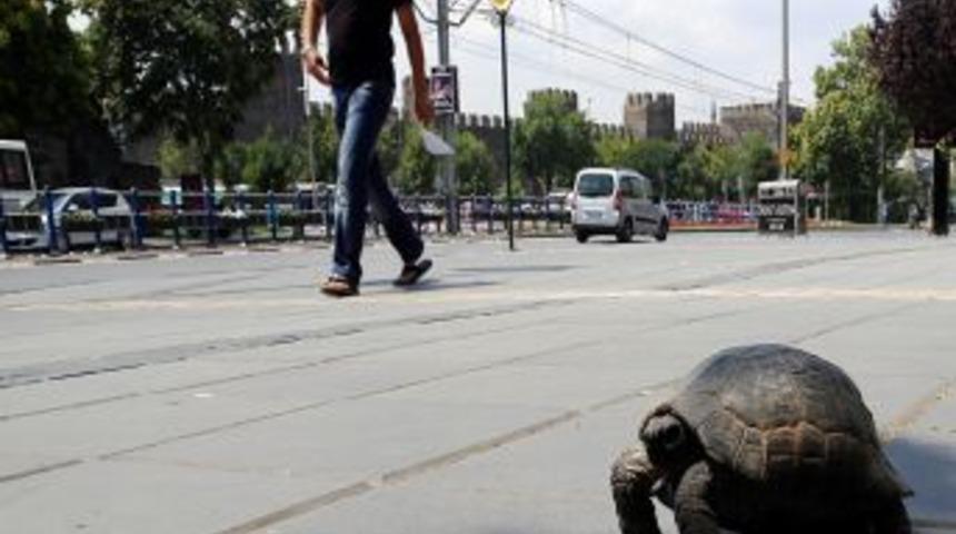Şehir Merkezinde Kaplumbağa G&ouml;renler Şaşırdı