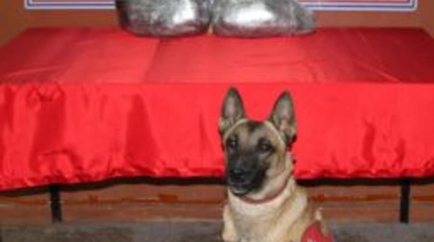 Esrar Taciri Ve Mazot Ka&ccedil;ak&ccedil;ıları Tutuklandı