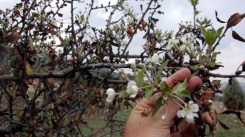 Ardı&ccedil;, Mevsimleri Şaşırdı