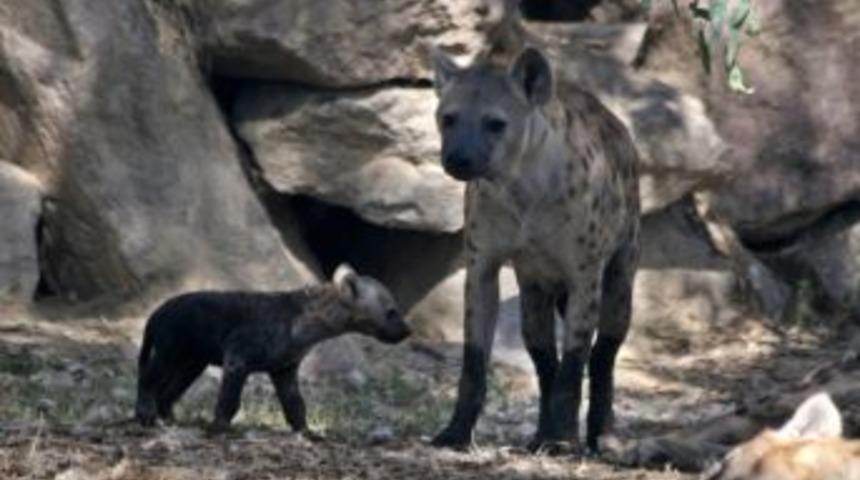 İzmir Doğal Yaşam Parkı Doğumlarla Şenlendi