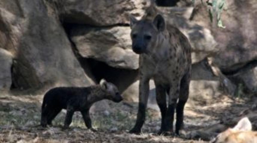Doğal Yaşam Parkı'nda Doğum Sevinci