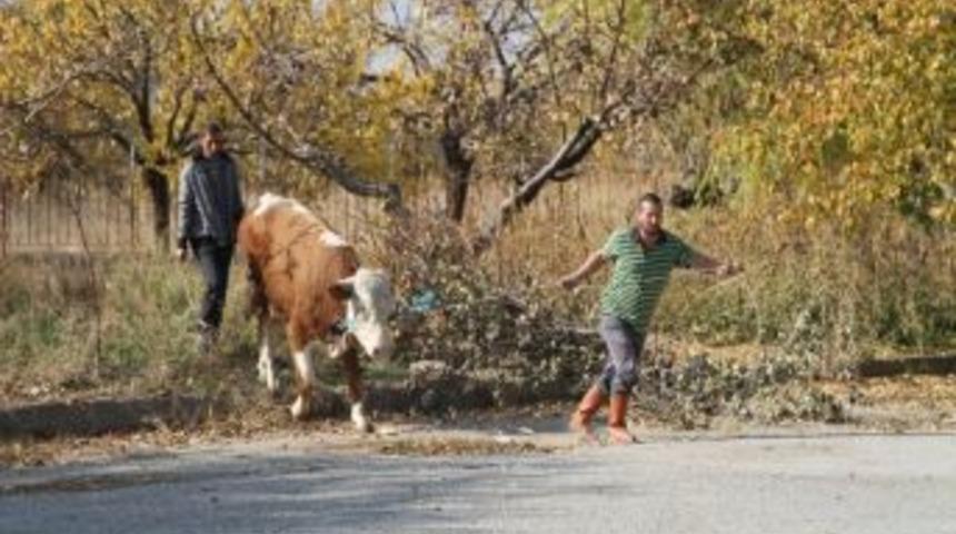 Mezbahadan Ka&ccedil;an Boğa, Kasap Ve Belediye G&ouml;revlilerine Zor Anlar Yaşattı