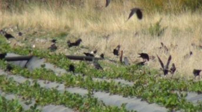 Karga İstilası &Ccedil;ift&ccedil;iyi Perişan Etti