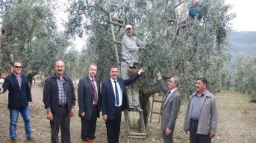 Zeytin Toplayan &Ccedil;ift&ccedil;ilere Protokol Ziyareti