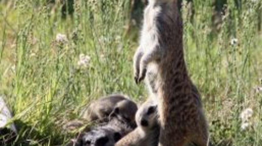 Doğal Yaşam Parkı'nda Doğum Sevinci