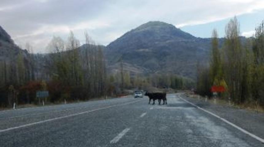 Başıboş Bırakılan Hayvanlar Kazaya Davetiye &Ccedil;ıkarıyor