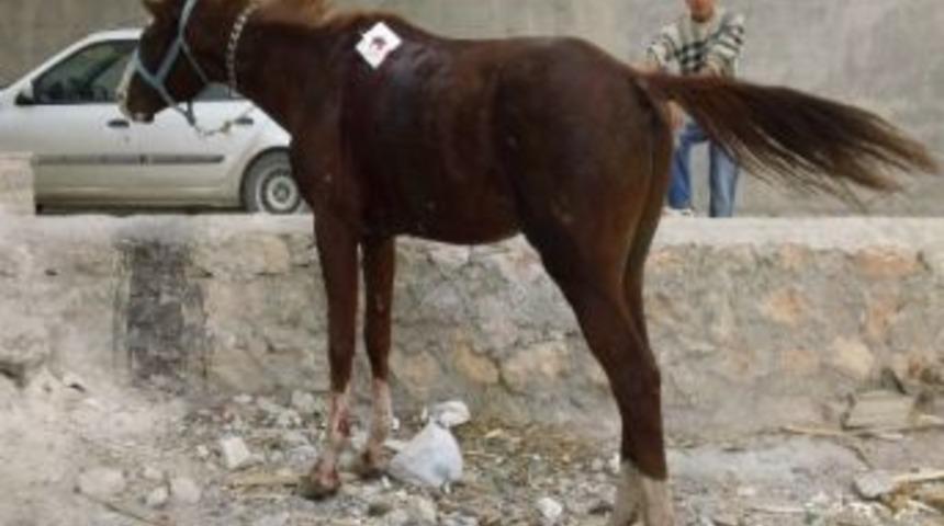 At, Kasap D&uuml;kkanına Daldı