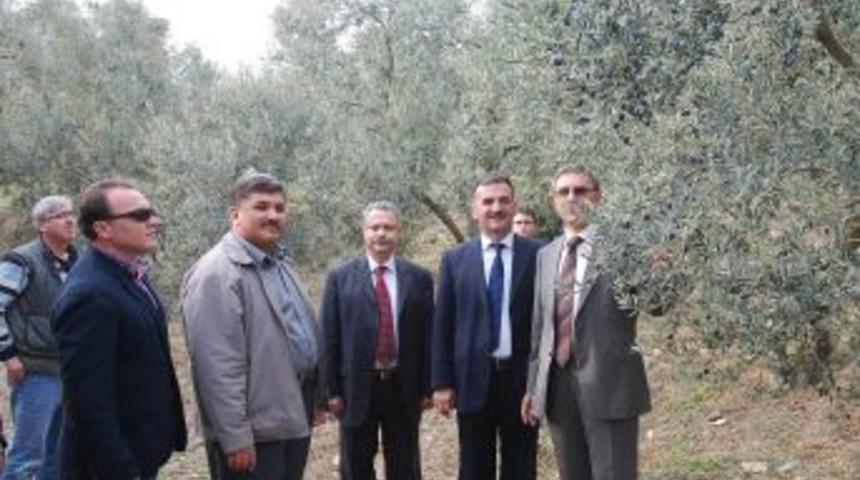 Zeytincilere Bereketli Olsun Ziyareti