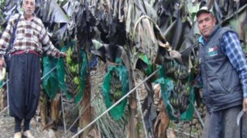 Muz Bah&ccedil;esinde Yangın