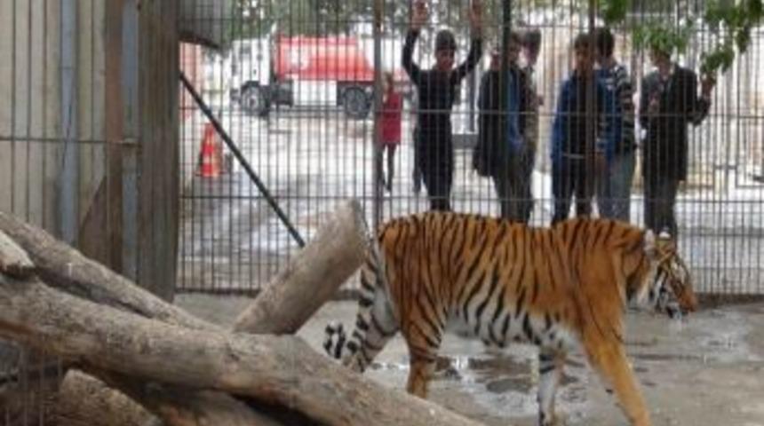Orman Ve Su İşleri Bakanlığı Benzin İstasyonundaki Kaplana El Koydu