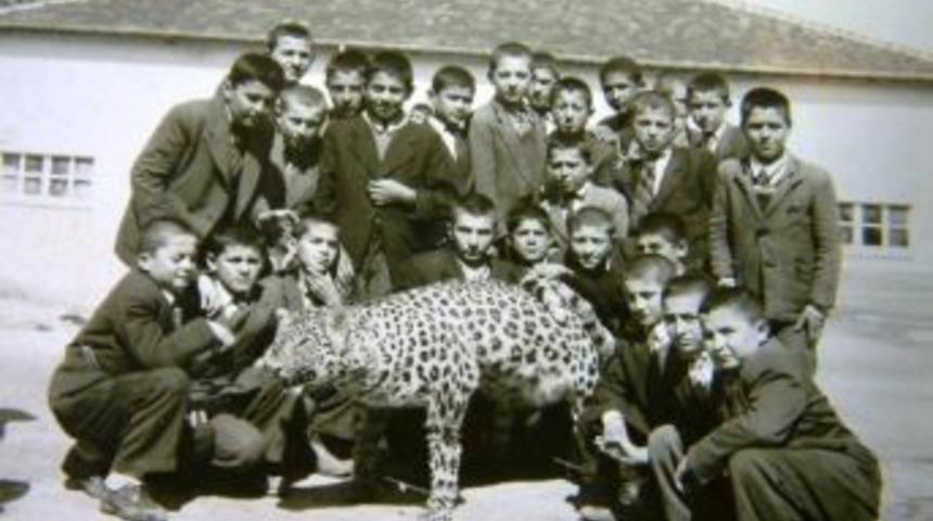 Diyarbakır'da &Ouml;ld&uuml;r&uuml;len Leopar Denizli'de De Varmış