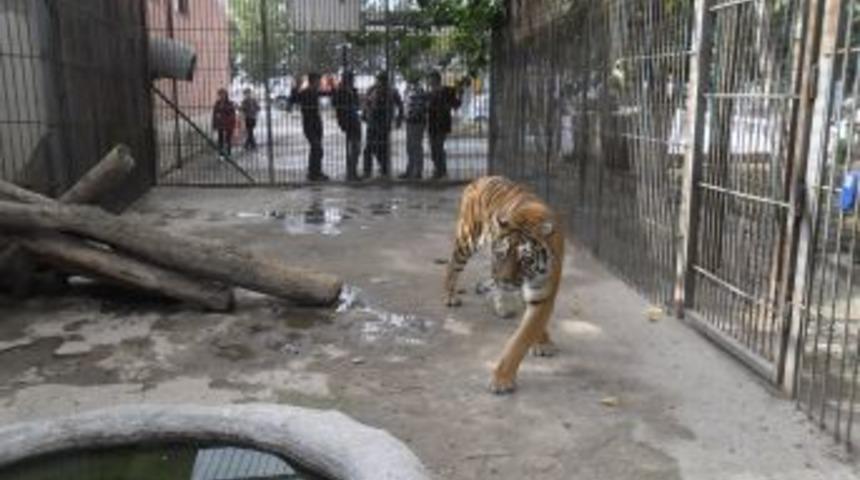 Bakanlık Akaryakıt Istasyonundaki Bengal Kaplanına El Koydu