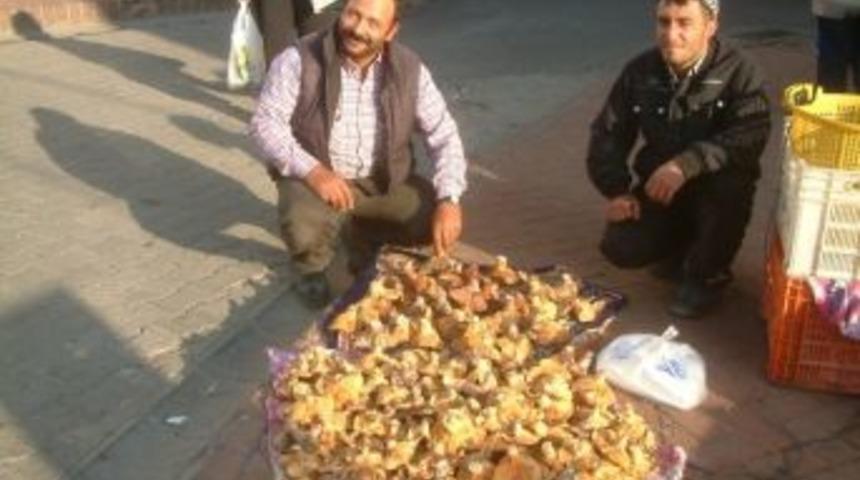 Yağmurla Gelen Mantar Ge&ccedil;im Kaynağı Oldu