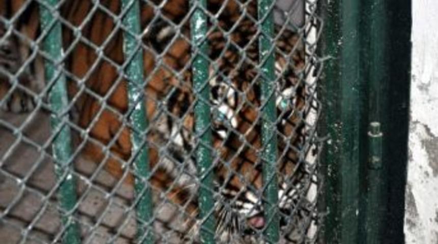 (&ouml;zel Haber) Batman'daki Kaplan Kayseri'ye Getirildi