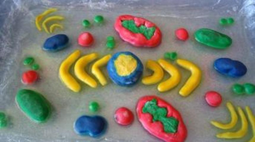 İmam Hatip Ortaokulu&rsquo;nda 'H&uuml;cre Modelli Sergi&rsquo; D&uuml;zenlendi