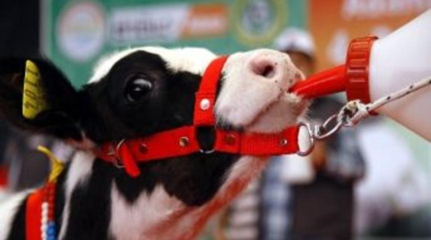 Adana'daki Buzağı Yarışması Renkli G&ouml;r&uuml;nt&uuml;lere Sahne Oldu