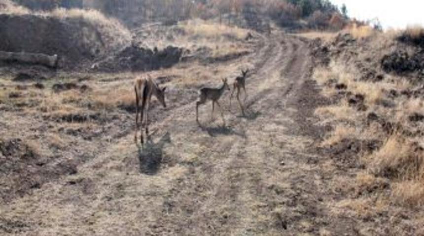 Yabani Hayvanların Tanıtımı Doğal Alanda Yapılacak
