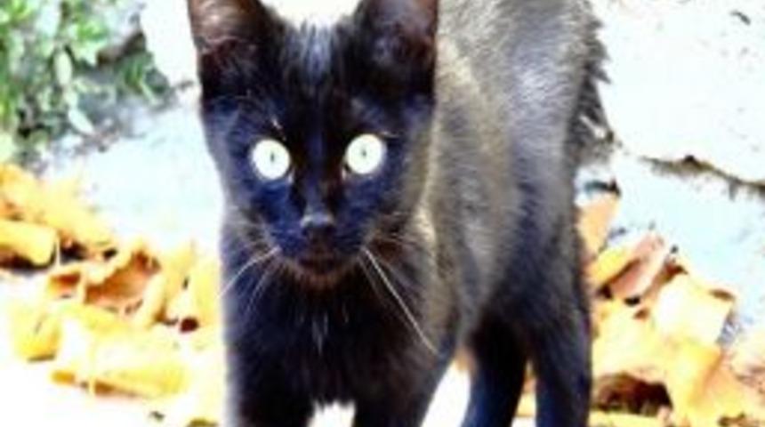 Mak&uuml; Foto&rsquo;dan Kedi Fotoğrafları