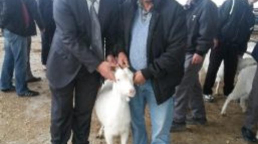 Bafra&rsquo;da &Ccedil;ift&ccedil;ilere Saanen Ke&ccedil;isi Dağıtıldı