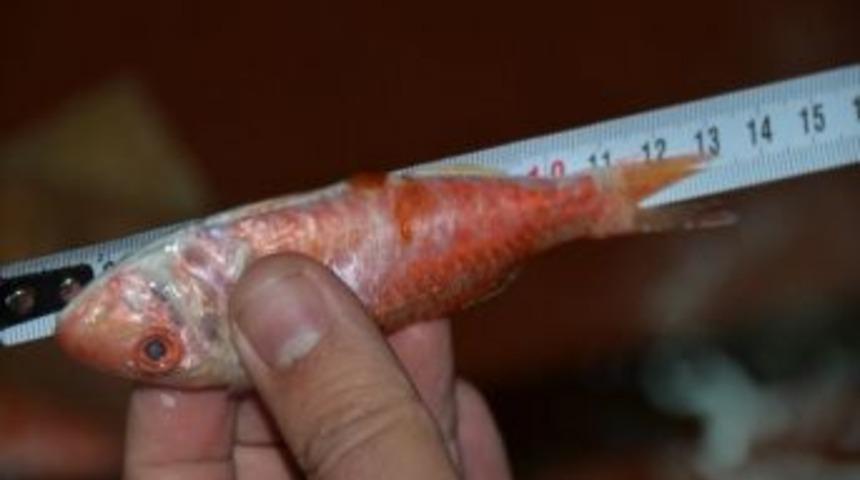 İzmir Balık Haline Şafak Baskını!