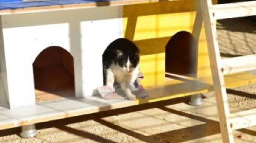 &Ccedil;anakkale Belediyesi Parklara Kedi Evleri Kuruyor