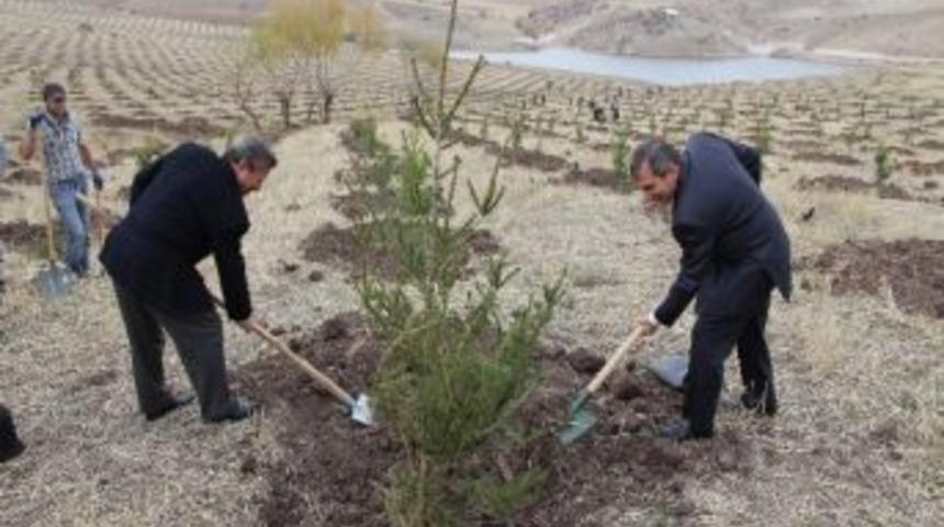 Yozgat Spor Vadisine 90 Bin Fidan Dikiliyor