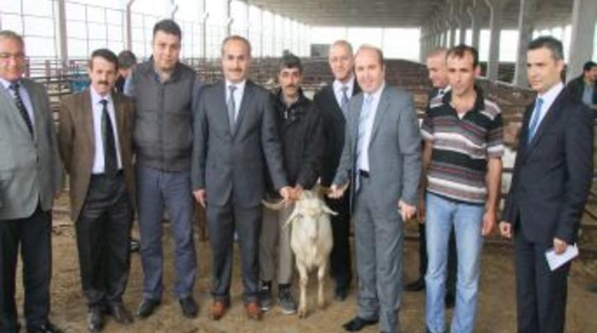 Bafra'da 143 Adet Saanen Ke&ccedil;isi Dağıtıldı