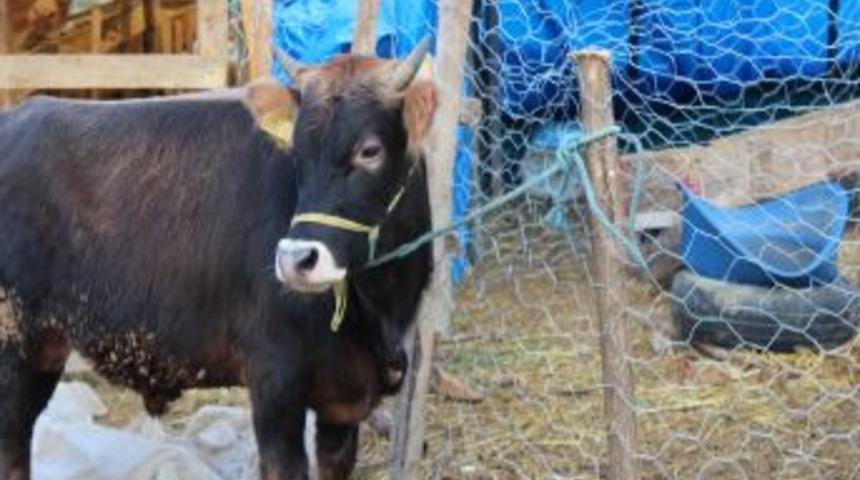 Samsun'da Besiciler Kurban'da Bayram Etti