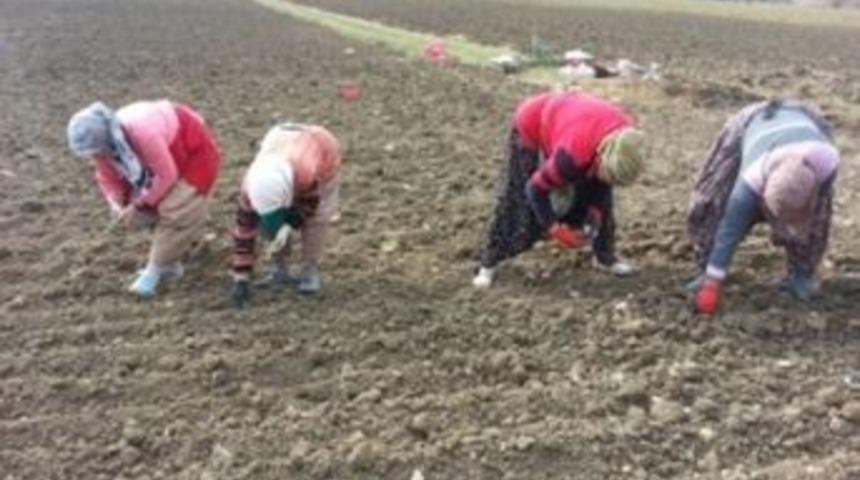 Kırklareli&rsquo;de Sarımsak Ekimi Başladı